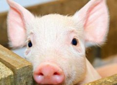 瘦肉精檢測儀如何杜絕豬肉“瘦肉精”問題？